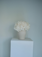 Isla Preserved Arrangement X Small Herama Pot