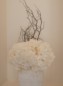 Caesar Preserved Arrangement X Lusiana Vase