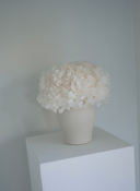 Isla Preserved Arrangement X Small Herama Pot