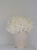 Isla Preserved Arrangement X Small Herama Pot