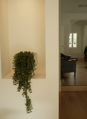 Hanging Ruscus in Aurora Pot