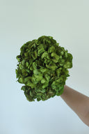 Preserved Olive Green Hydrangea Stem