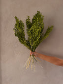 Preserved Italian Ruscus