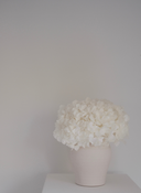 Isla Preserved Arrangement X Small Herama Pot