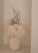 Caesar Preserved Arrangement X Lusiana Vase