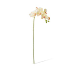 Phalaenopsis Orchid Stem