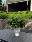 Lemon Spray X Evoke Vase