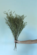 Preserved Misty Natural