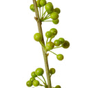 Real Touch Berry Spray