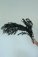 Preserved Small-Leaf Gum