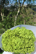 Preserved Green Hydrangea Stem