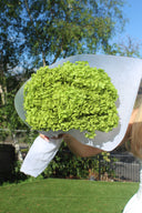 Preserved Green Hydrangea Stem