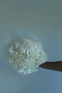 Preserved White Hydrangea Stem