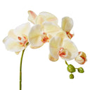 Phalaenopsis Orchid Stem