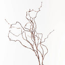 Twig Curly Willow Spray