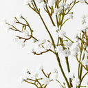 Babys Breath Spray