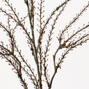 Coral Twig Spray