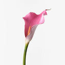 Calla Lily Fuschia