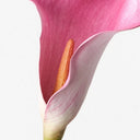 Calla Lily Fuschia