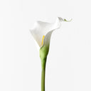 Calla Lily White