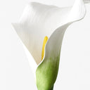 Calla Lily White