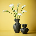 Calla Lily White