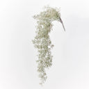 Moss Spanish Hanging Bush