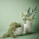 Moss Spanish Hanging Bush