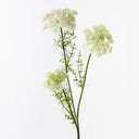 Queen Annes Lace Spray
