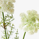 Queen Annes Lace Spray