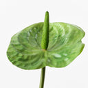 Real Touch Anthurium Green