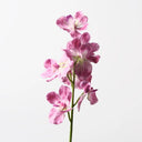 Pink Orchid Vanda