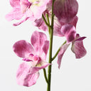 Pink Orchid Vanda