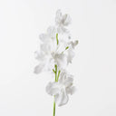 White Orchid Vanda