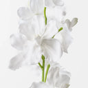 White Orchid Vanda
