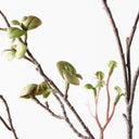 Real Touch Pea Leaf Spray