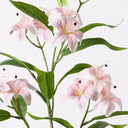 Lily Asiatic Spray