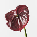 burgundy anthurium Real Touch Anthurium Burgundy – Dahlia & Dove