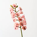 Orchid Cymbidium