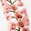 Orchid Cymbidium