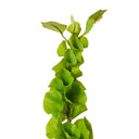 Bells of Ireland Stem